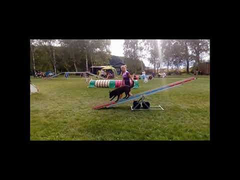 Woody - 1.  trojzkoušky agility Vychovaný pes