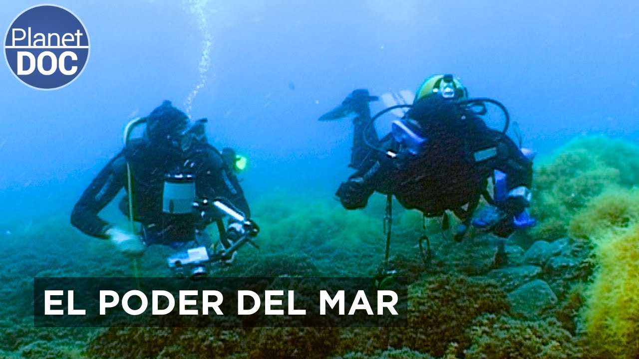 Secretos del OCÉANO: medicinas MARINAS | Planet Doc
