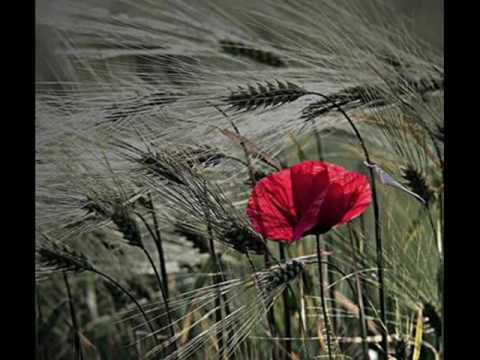 Gino Paoli - TI LASCIO UNA CANZONE