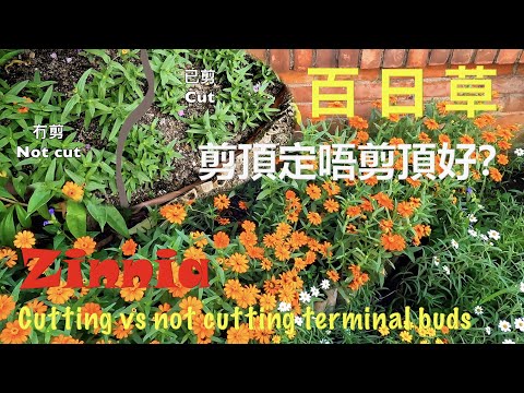 百日草 風水