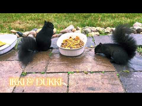 ikki and dukki having their lunch