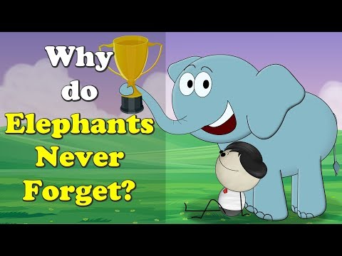 ゾウはなぜ忘れないのか？| ぞうはなぜ忘れないのか｜#aumsum (Why do Elephants Never Forget? | #aumsum)
