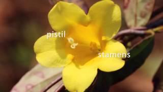 Avoiding Inbreeding the Jessamine Way