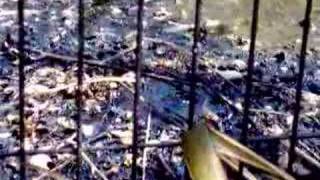 preview picture of video 'La Brea Tar Pits -- Wow. Yummy. O_o;'