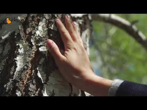 Birkengold - Wie wird Xylit hergestellt?