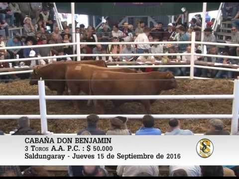 15-09-16 Venta de Toros P.C. y P.R. - Cabaña Don Benjamin - Saldungaray.