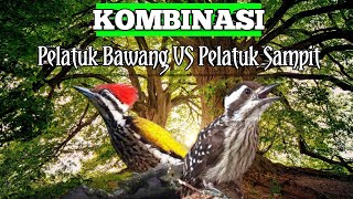 Download lagu MASTERAN KOMBINASI PELATUK BAWANG DAN PELATUK SAMPIT UNTUK BURUNG MURAI BATU, KACER, KOLIBRI DLL mp3