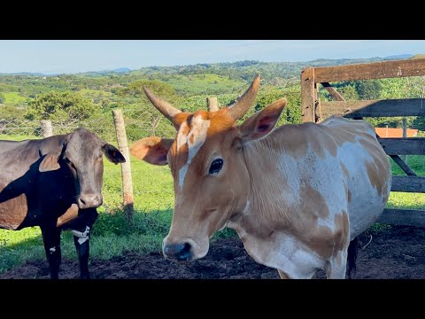 Férias merecidas! Joinha e Uruana livres do curral 
