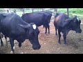 Tirando Leite Das Vacas No Curral Pela Manhã