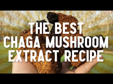 Best Chaga Mushroom Extract Recipe - How To Make Dual Extraction