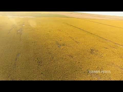 Campo productivo en venta en El Fortin, Córdoba.