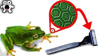 10 Sorprendentes Inventos Inspirados En Lindas Ranas