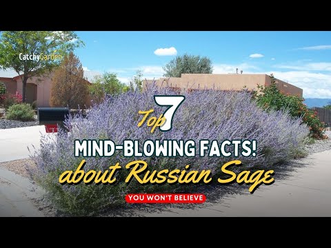 7 Mind-Blowing Facts About Russian Sage You Won't Believe! 🌿✅💡 // Gardening Tips