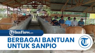 Alumni Sanpio Serahkan Bantuan Ternak dan Bibit Indigofera untuk Seminari Pius XII Kisol di Matim