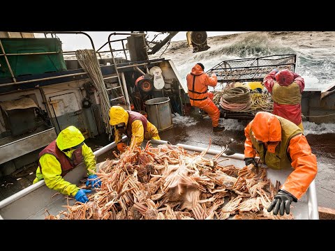 AWESOME Big Catch Snow Crab Trap Under Deep Sea, Amazing Fastest Catching& Classification Processing