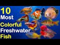 10 Most Colorful Freshwater Fish for Aquarium