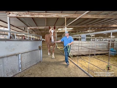Three new Belgian draft horses take their freedom ride home from almost shipping to slaughter