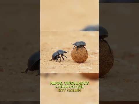 🪲 Sarmiento y un hallazgo que cambia TODO