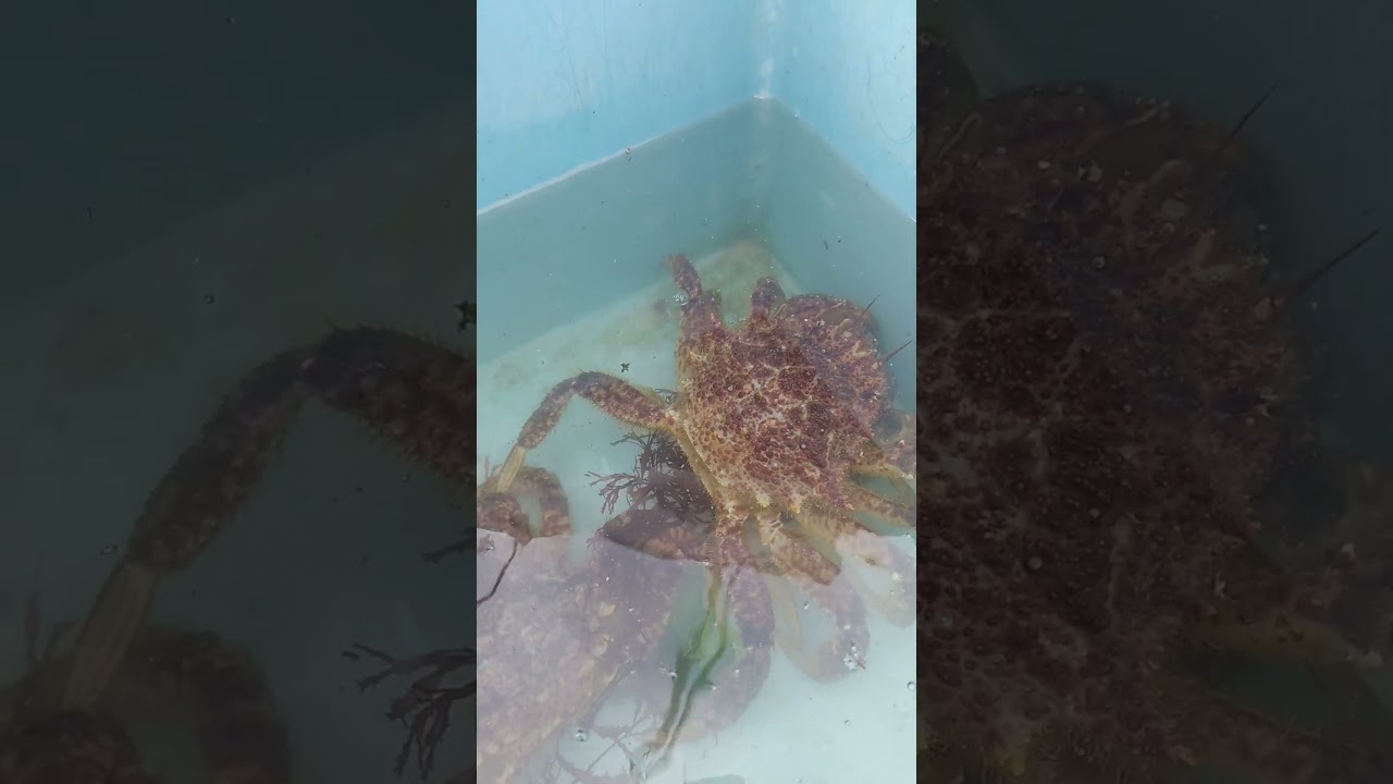 When Crab Romance Gets Complicated!「クリガニ🦀の恋愛事情は複雑すぎた」