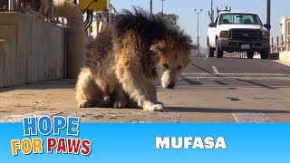 Rescuing a homeless senior dog from a water treatment facility.  Please share.