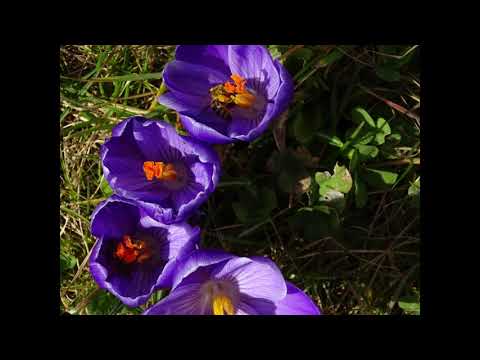 Evangelischer Posaunenchor Pfuhl (Corona Ensemble) - Wir stehen im Morgen KAA 0153