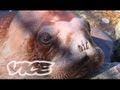 Cute Baby Walrus! | The Cute Show