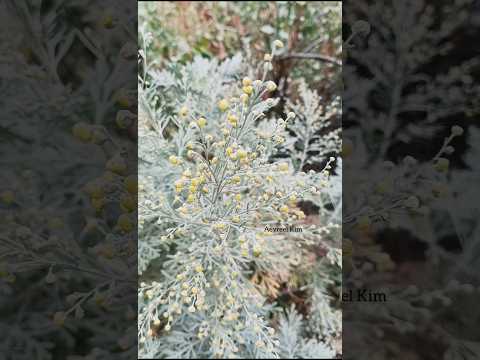 Artemisia arborescens | The Tree Wormwood