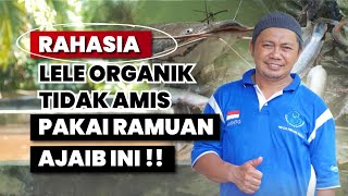 Download lagu For the Nation: Odorless Catfish Farming and Stink-Free Ponds, Here Is the Secret mp3