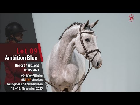 Online Auktion Youngster/Zuchtstuten Lot 09 Ambition Blue Hengst v. Atlantic Blue TF - Pilothago