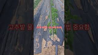 고추 재배 중요한 물 잘못 주면 독, 잘 주면 다수확(농사의신)