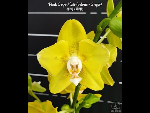 , title : 'Phalaenopsis Sogo Meili (peloric - 2 eyes)'