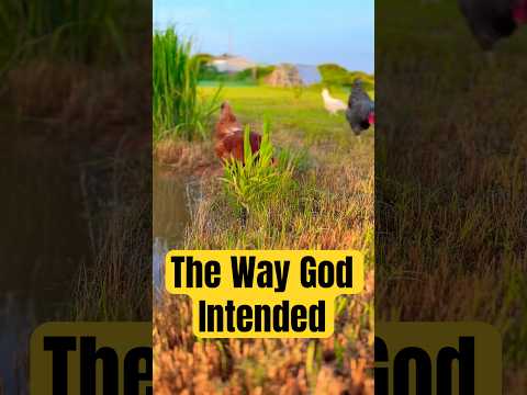 Why Chickens Should Forage Before Eating Feed