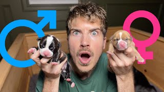 Puppy Gender Reveal… I Did NOT Expect This Many!