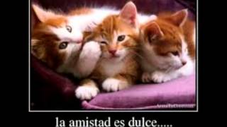 Amigos como tu Tercer cielo