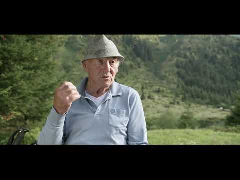 Almleben - Tiroler Grauvieh