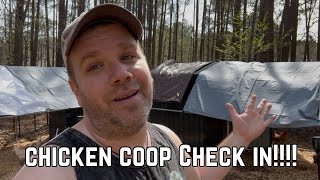 What’s New in the Coop? 🥚 Chicken Check-In Time!