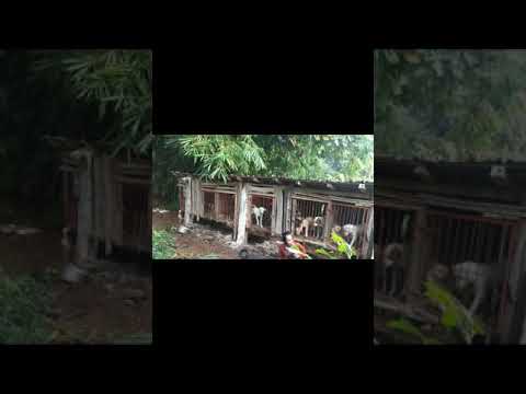 100 dogs in one kennel #shorts #dog #animal