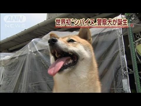 【世界初】警用柴犬誕生(日本)(原發表者:みるく)(影片)