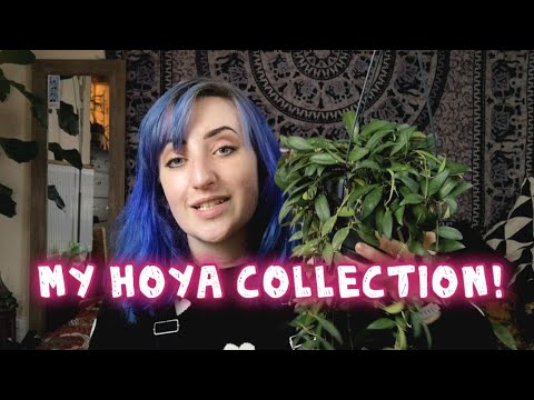 My Hoya Collection!