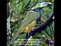SILVINA GARRE- OTROS PAJAROS- COVERS