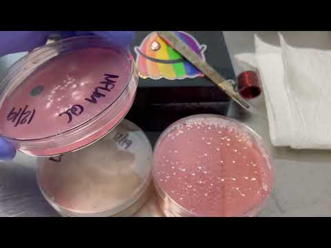 How to salvage a contaminated petri dish while protecting your lab