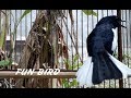 Susunan Pancingan Suara Kicau Burung Kacer Agar Kacer Lain Emosi Dan Bongkar Isian, Viral!