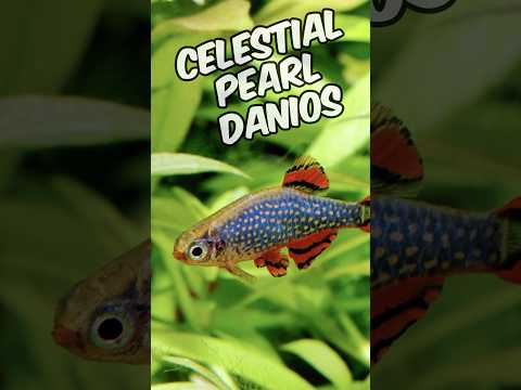 Adding My New Celestial Pearl Danios To My Planted Nano Tank! #aquarium #fishtank #plantedtank