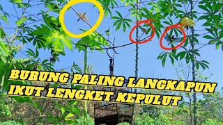 Download lagu It makes me emotional, the sogon birds here are all mocking me😤 mp3 Download lagu It makes me emotional, the sogon birds here are all mocking me😤 mp3