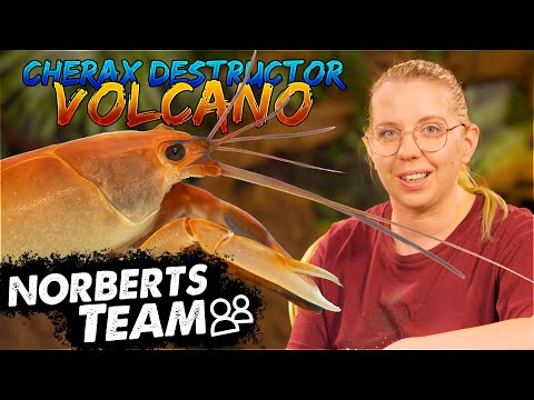 SCHÖN & GROSS – DER VOLCANO YABBY  | NORBERTS TEAM | Zoo Zajac