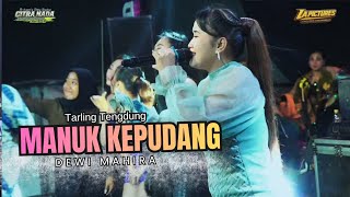 Download lagu MANUK KEPUDANG // CITRA NADA LIVE MUARAREJA (BOS KEMBAR GROUP) - TEGAL CITY mp3
