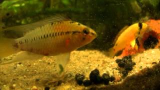 preview picture of video 'Apistogramma hongsloi 4. Teil'