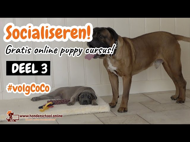 Видео Произношение Deel в Голландский