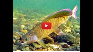 На что клюет и водится хариус
