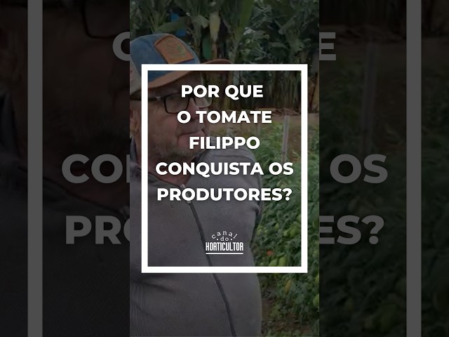 Tomate Híbrido Filippo se destaca no campo e conquista os produtores #agricultura #tomateiro